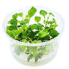 Lobelia Cardinalis Tissue Culture