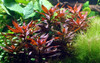 Ludwigia Glandulosa Tissue Culture
