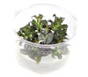 Ludwigia Glandulosa Tissue Culture