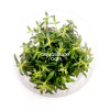 Limnophila Aromatica Red Tissue Culture
