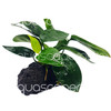 Anubias Peacock On Lava Stone