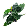 Anubias Peacock On Lava Stone