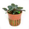 Bucephalandra sordidula 'Blue' (Farmed)