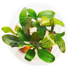 Echinodorus Rose Tissue Culture