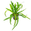 Hygrophila odora
