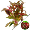 Alternanthera Reineckii Mini