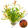 Rotala 'Red Cross'