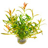 Rotala 'Red Cross'