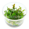 Cryptocoryne Yujii Tissue Culture