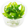Echinodorus Uruguayensis Tissue Culture
