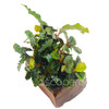 Bucephalandra Mix on Nano Driftwood