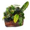 Bucephalandra Mix on Nano Driftwood
