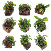 Bucephalandra Mix on Nano Driftwood