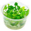 Nymphoides Hydrophylla 'Taiwan' Tissue Culture