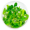 Nymphoides Hydrophylla 'Taiwan' Tissue Culture