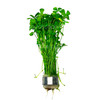 Marsilea Crenata