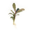 Bucephalandra alamanda