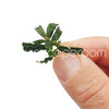 Bucephalandra Rosemary (Belindae)