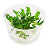 Hygrophila Difformis Tissue Culture