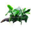 Premium Anubias Nana on Driftwood (10-14")