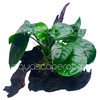 Premium Anubias Broad Leaf on Driftwood (8-10")