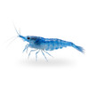Blue Jelly Shrimp (Pre-Order)