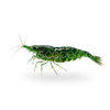 Green Jelly Shrimp (Pre-Order)
