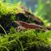 Chocolate Shrimp (Pre-Order)