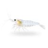 Snowball Shrimp (Pre-Order)