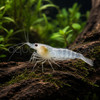 Snowball Shrimp (Pre-Order)