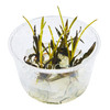 Cryptocoryne spiralis 'Nari' Tissue Culture