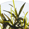 Cryptocoryne spiralis 'Nari' Tissue Culture