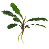 Bucephalandra sintang