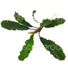 Bucephalandra sintang
