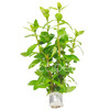 Hygrophila polysperma