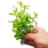 Hygrophila polysperma