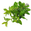 Hygrophila polysperma