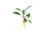 Anubias Trio Combo (3- Plant Combo)