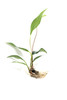 Anubias Trio Combo (3- Plant Combo)