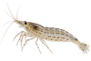 White Amano Shrimp