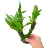 Microsorum Moss Tree – Java Fern & Windeløv
