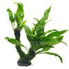 Microsorum Moss Tree – Java Fern & Windeløv
