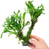 Microsorum Moss Tree – Java Fern & Windeløv