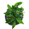 Anubias Pangolino