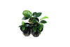 Potted Anubias Trio Combo ( 3- Plant Combo)