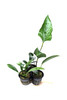 Potted Anubias Trio Combo ( 3- Plant Combo)