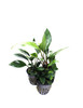Potted Anubias Trio Combo ( 3- Plant Combo)