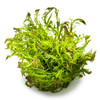 1-2-Grow! Rotala Wallichii