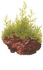 1-2-Grow! Taxiphyllum barbieri 'Bogor Moss'