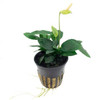 Potted Anubias  Nana